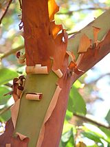pacific madrone.jpg