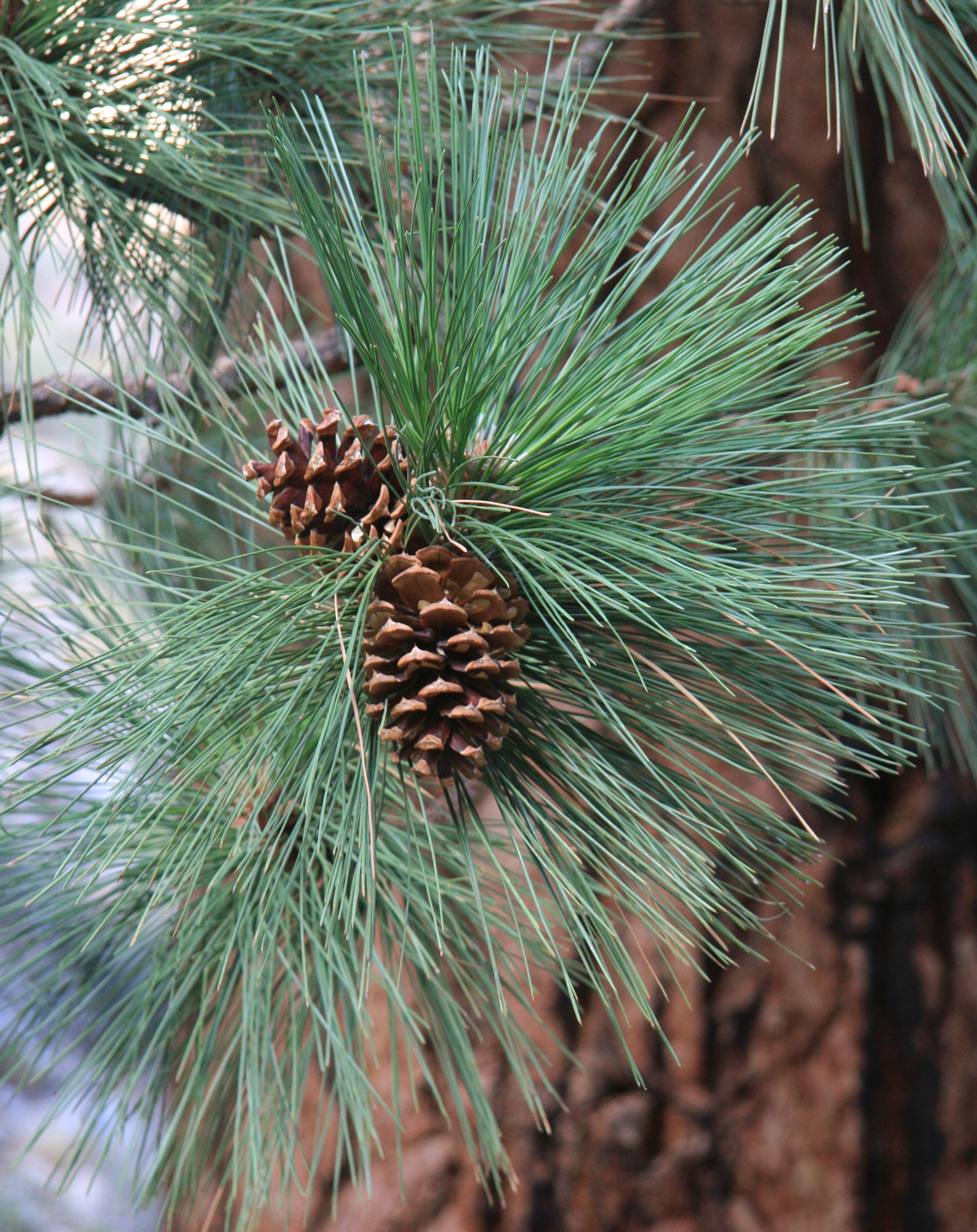 Ponderosa_Pine_Pinus_ponderosa_needles_cones.jpg