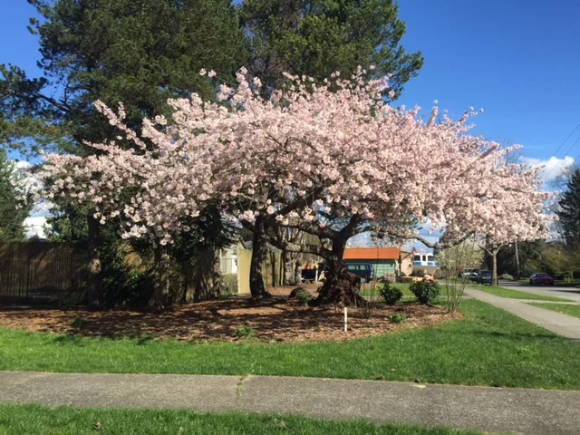 cherry-tree.jpg
