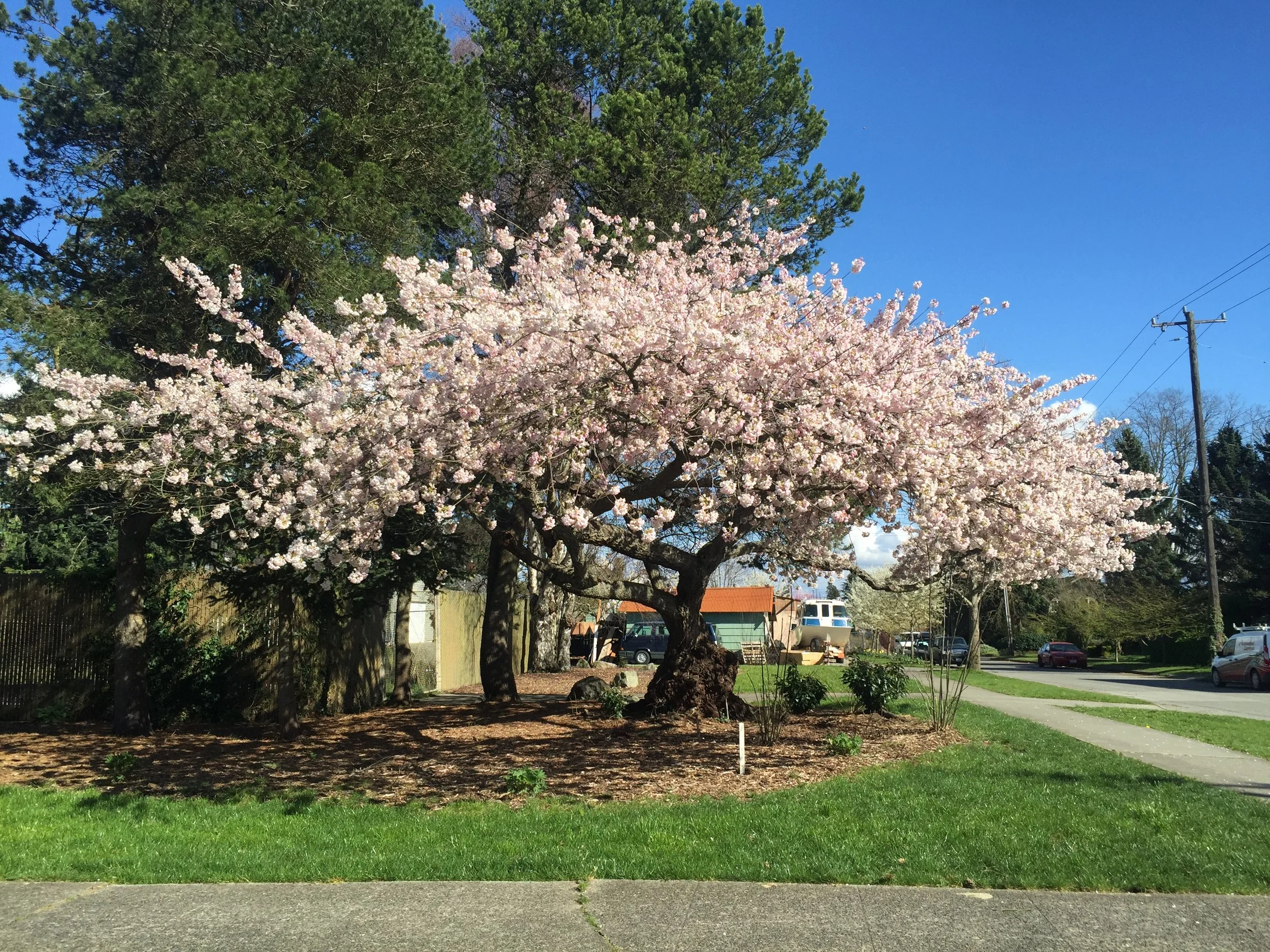 Cherry tree.jpg