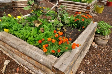 raised bed.jpg
