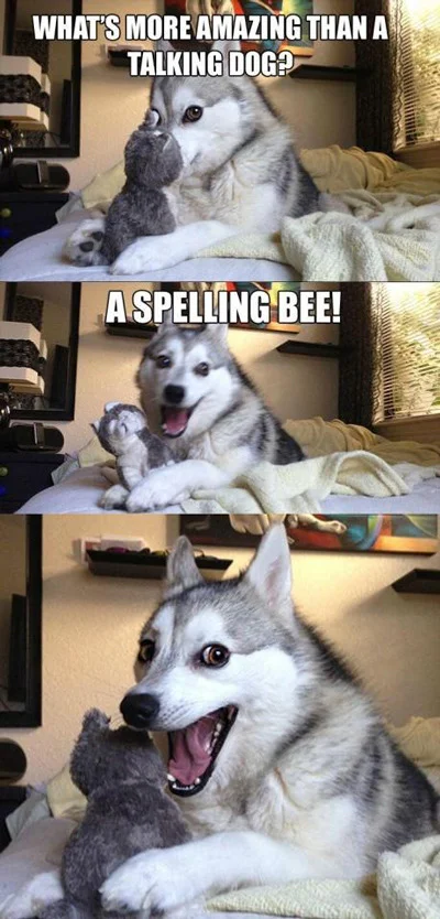 A pun husky meme: a husky dog shyly hides its face behind a toy, asking “What’s more amazing than a talking dog?” In the next panel, the dog says “A spelling bee!” In the third panel, the dog opens its mouth and eyes wide, as if asking for praise.