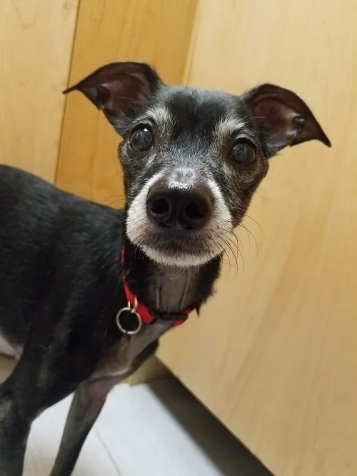 Pepys the dog, who is very small, black, with white markings on his face and greyhound-like ears.