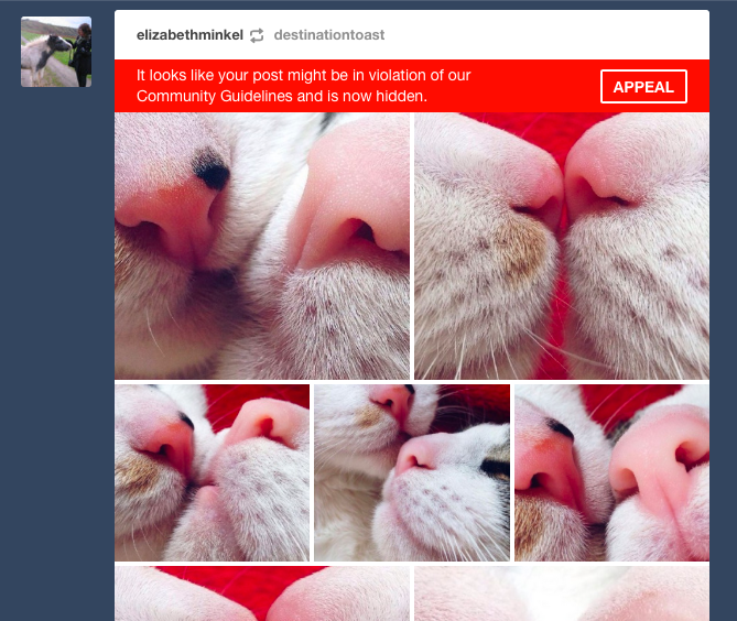 Two cats’ noses are very close to each other in a series of cute, zoomed-in pictures. Tumblr believes this might be in violation of community guidelines.