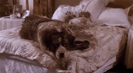 A gif of Beethoven, the dog, from Beethoven , the movie.