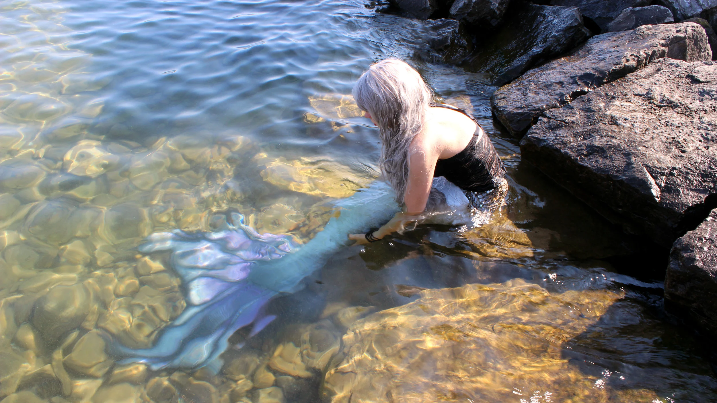 A real live mermaid is sitting on the rocks sunning her beautiful tail. Her silver hair is glimmering in the sunshine.
