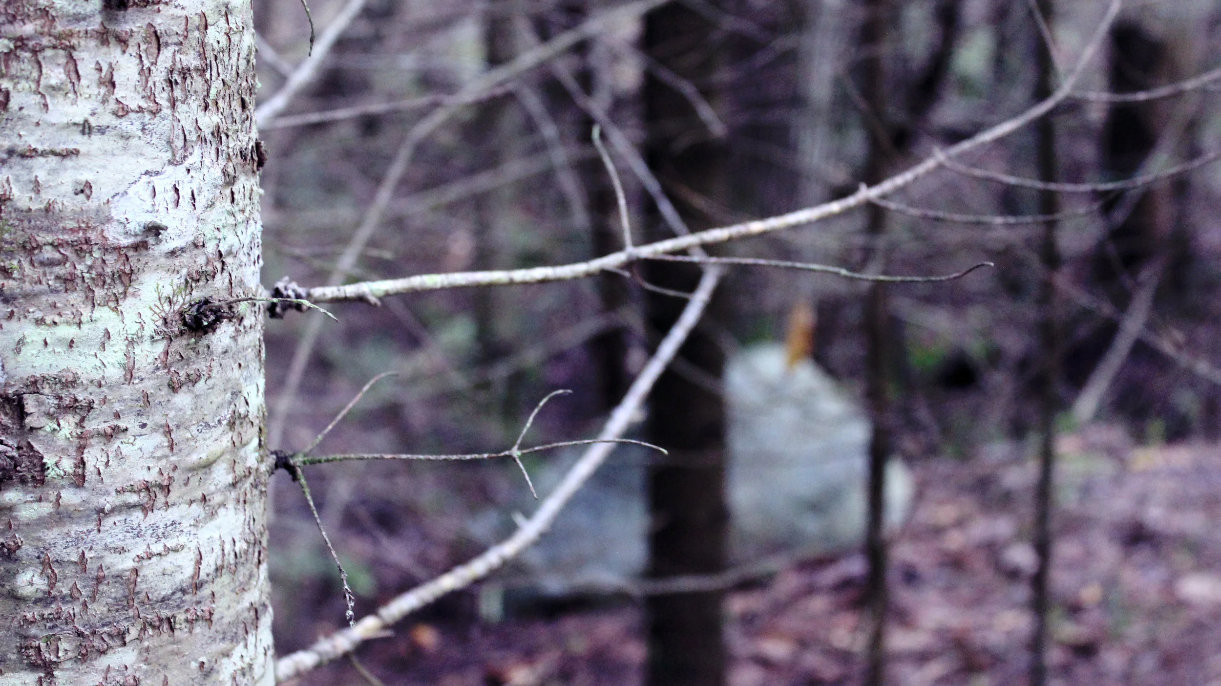 The bark of a pine tree in the forest. This picture is clear in the foreground and blurry in the background. It is tinted with purple.