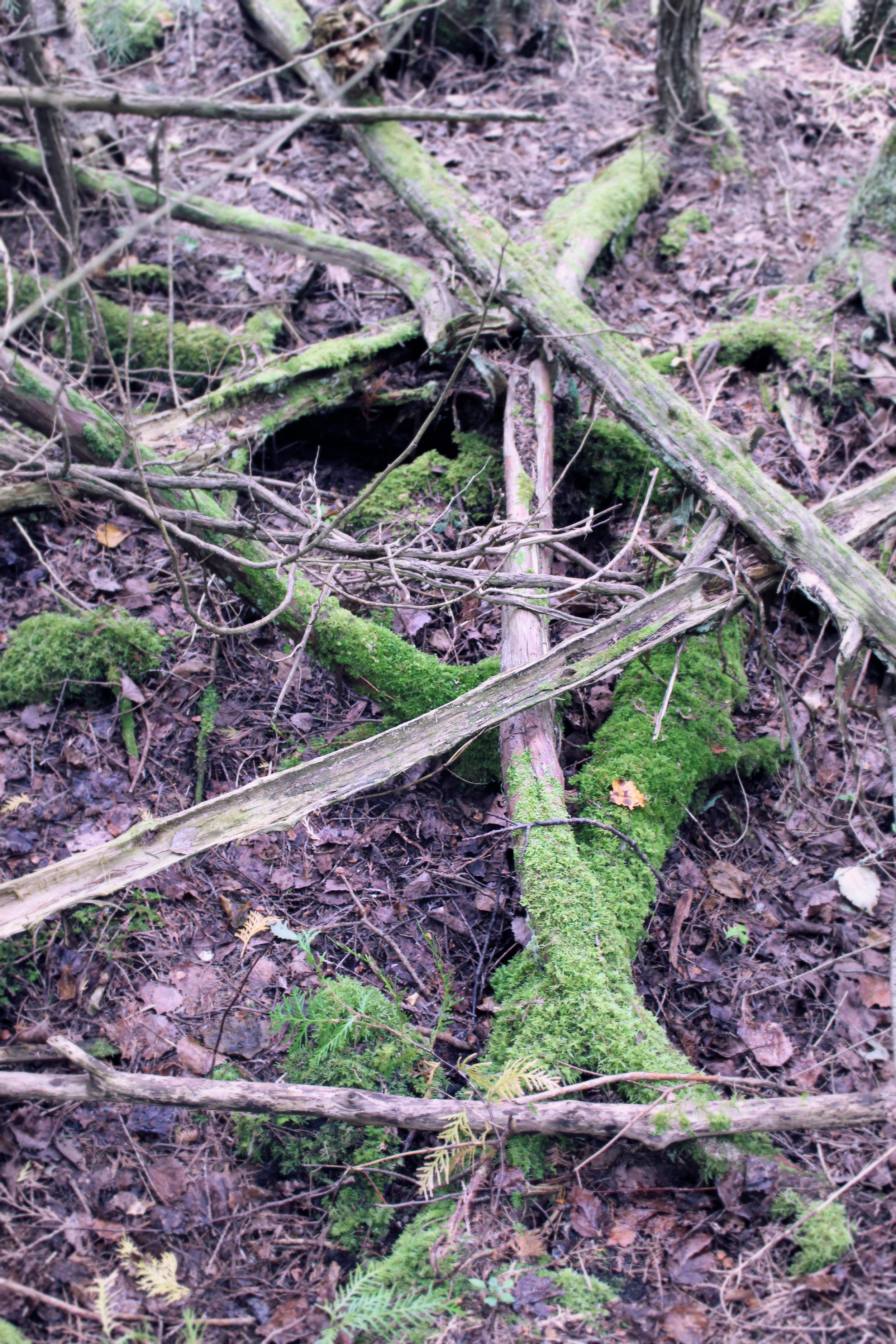 Criss-crossed logs that are covered in moss create a strange pattern in the woods. It almost looks as though they form a spiritual circle of some sort for spells or magical rituals! Perhaps they were left there by and elf?