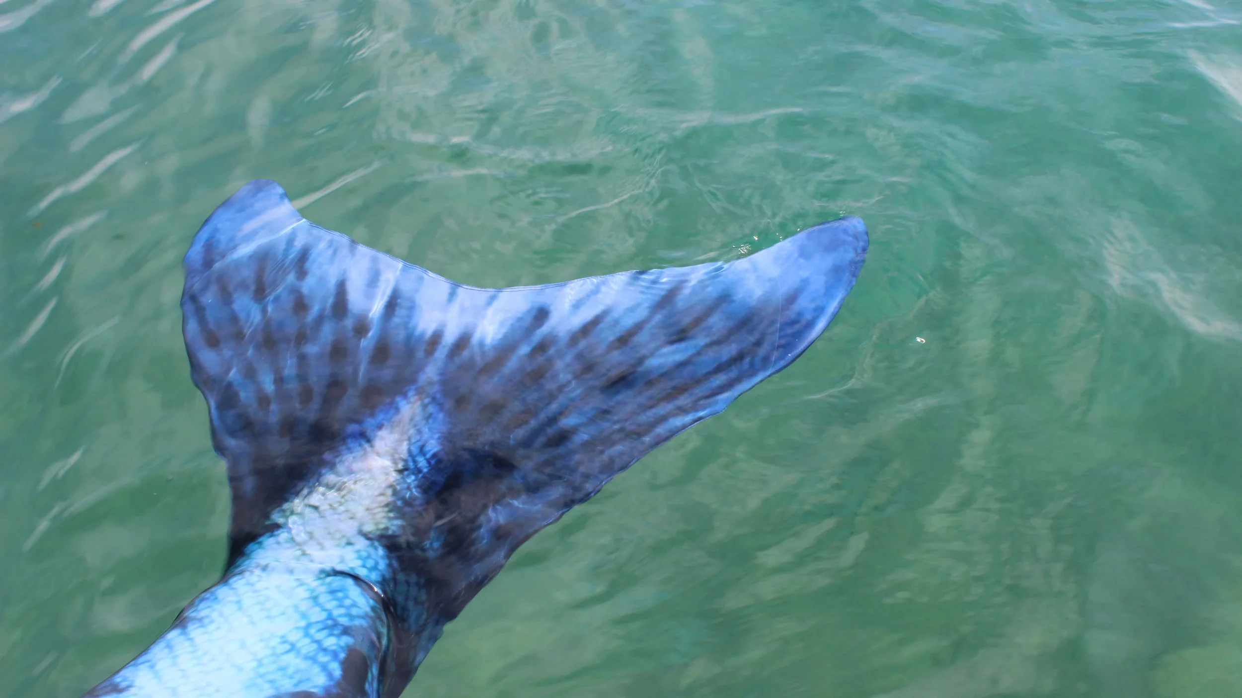 Why you should buy a Fin Fun Mermaid Tail for your first Swimmable Mermaid Tail ♥