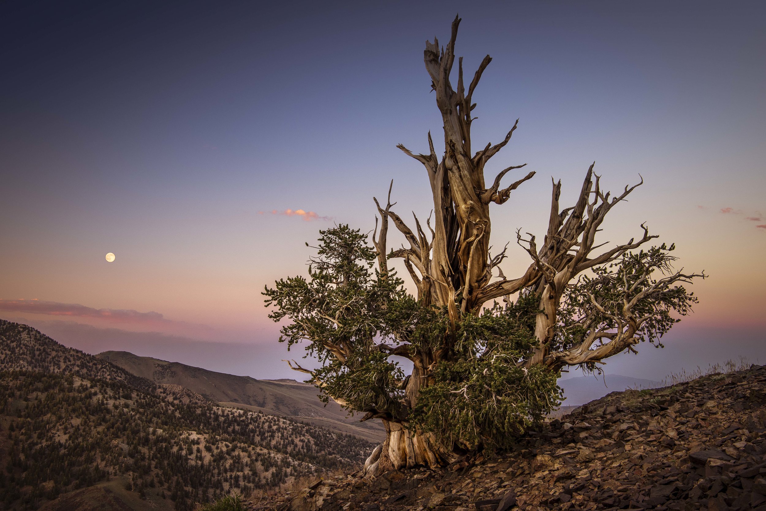 Ancient Bristlecone Pine with rising Moon_.jpg