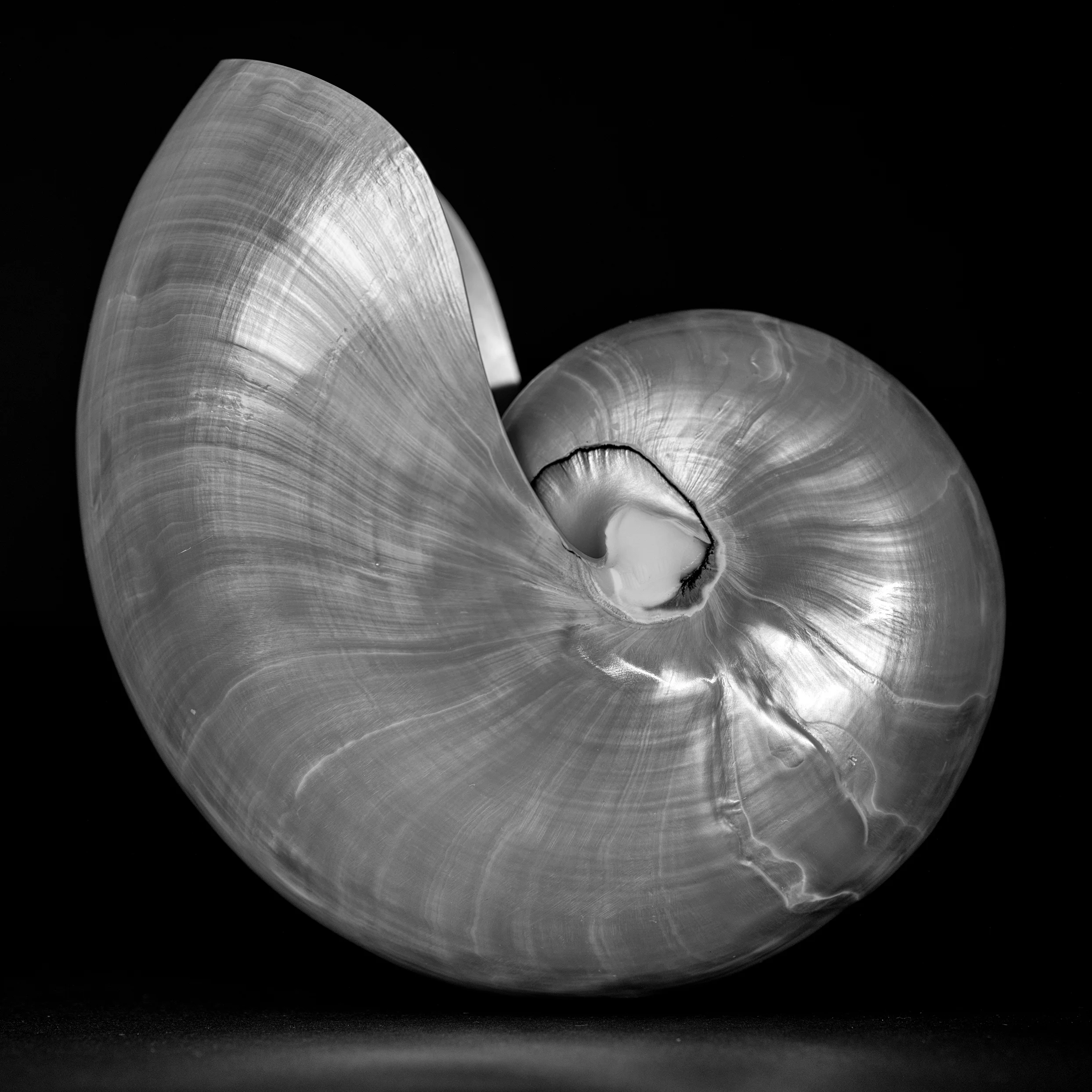 Nautilus