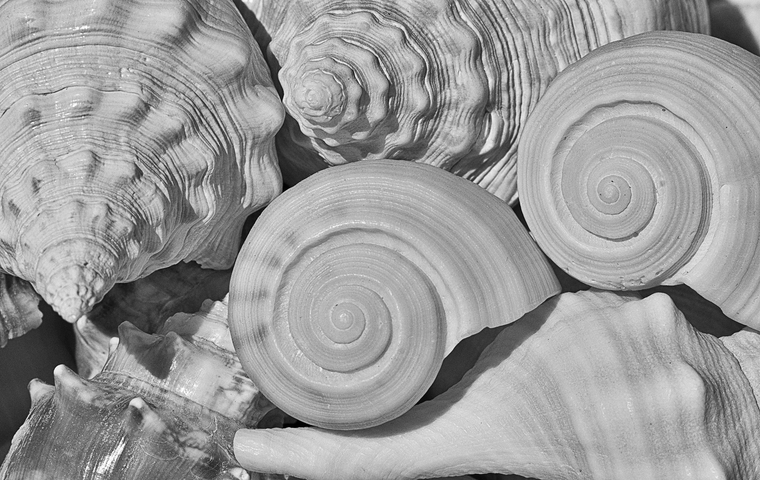 Seashells