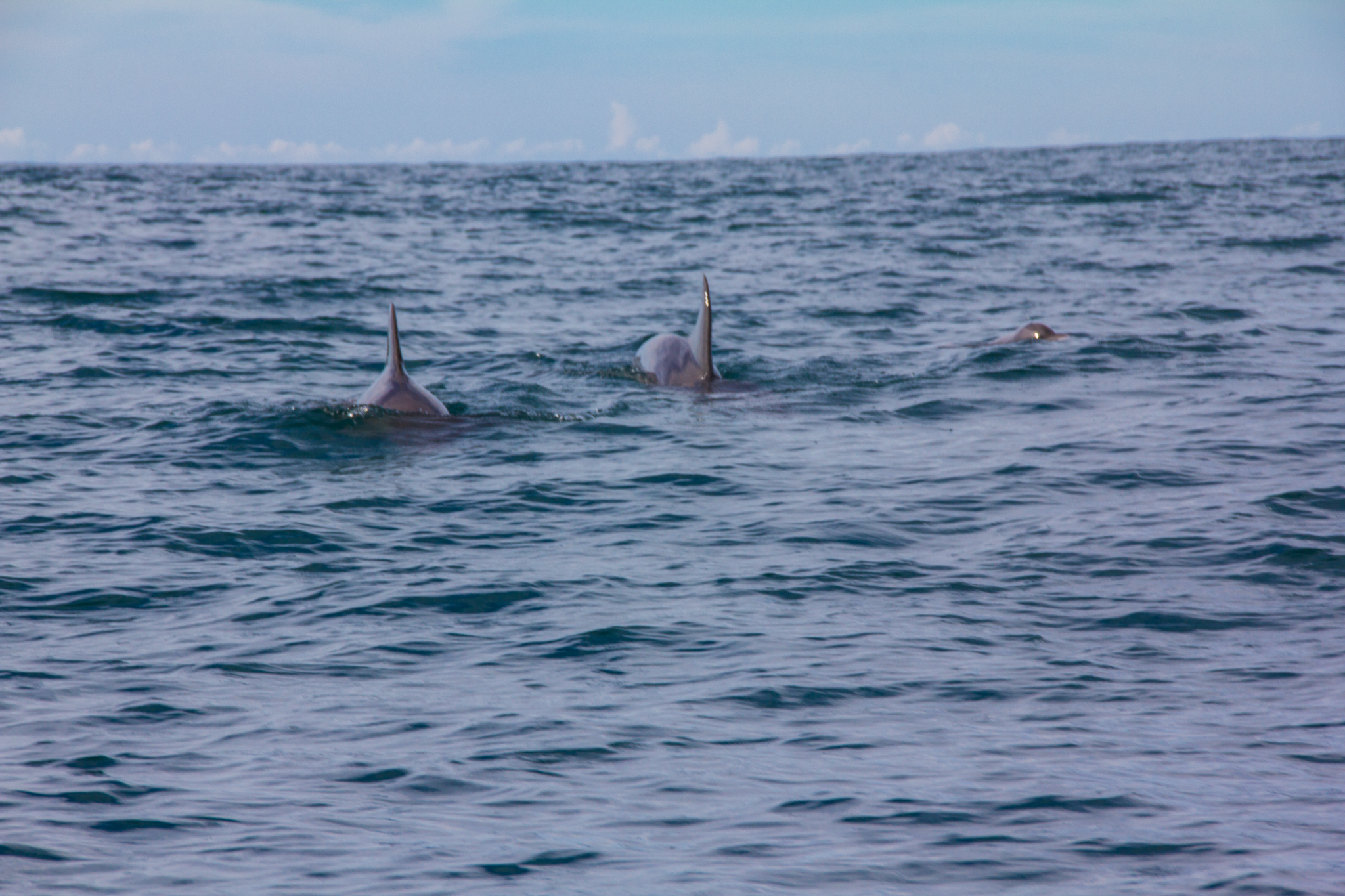Dolphins reguarly come to visit us