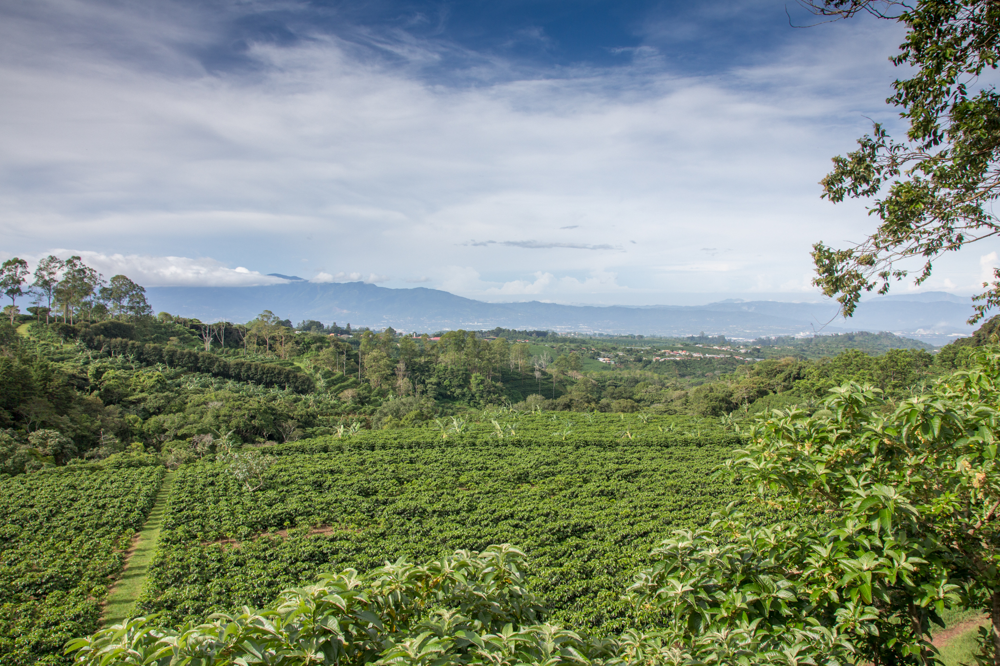 We did a tour in Costa Rica of a coffee farm!