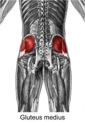 Glutes.png