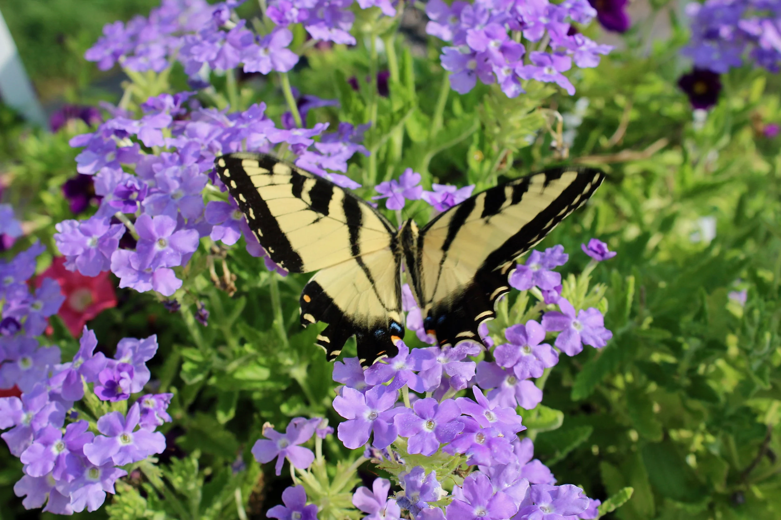JudithRobinsonButterfly.jpg