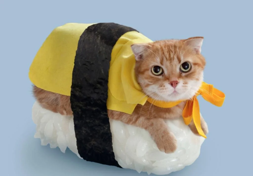 Sushi cat.jpg