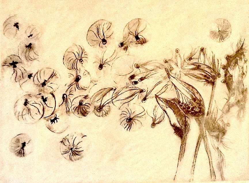 " Milk Thistles and All Things ", Graphite Drawing