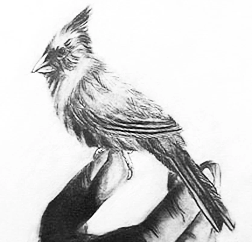 " Blue Jay ", Graphite