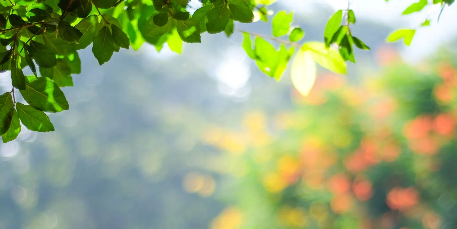 banner20.jpg