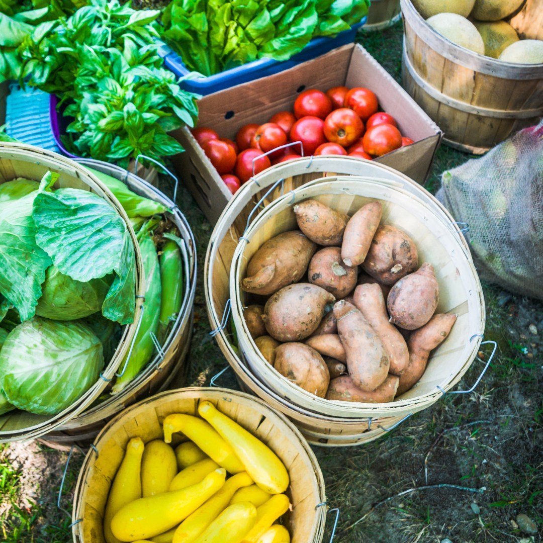Calling all farmers and gardeners! 🫐🥦🥕🌽🍅

Would you consider planting an extra row and donating the produce to Feeding Kids this summer for our three deliveries?

As summer break approaches, we hope to partner with local farmers and gardeners in