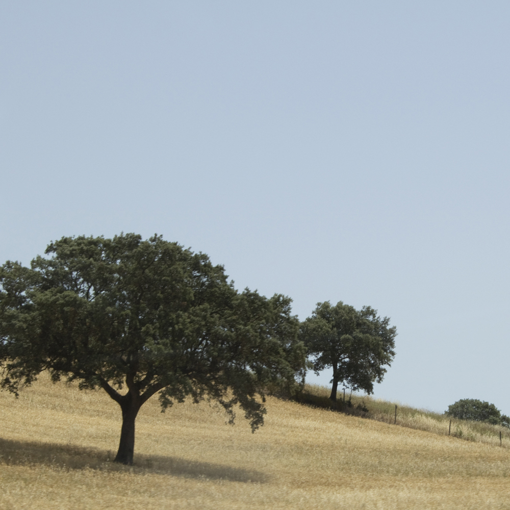 Trees in the plains of Alentejo Southern Portugal