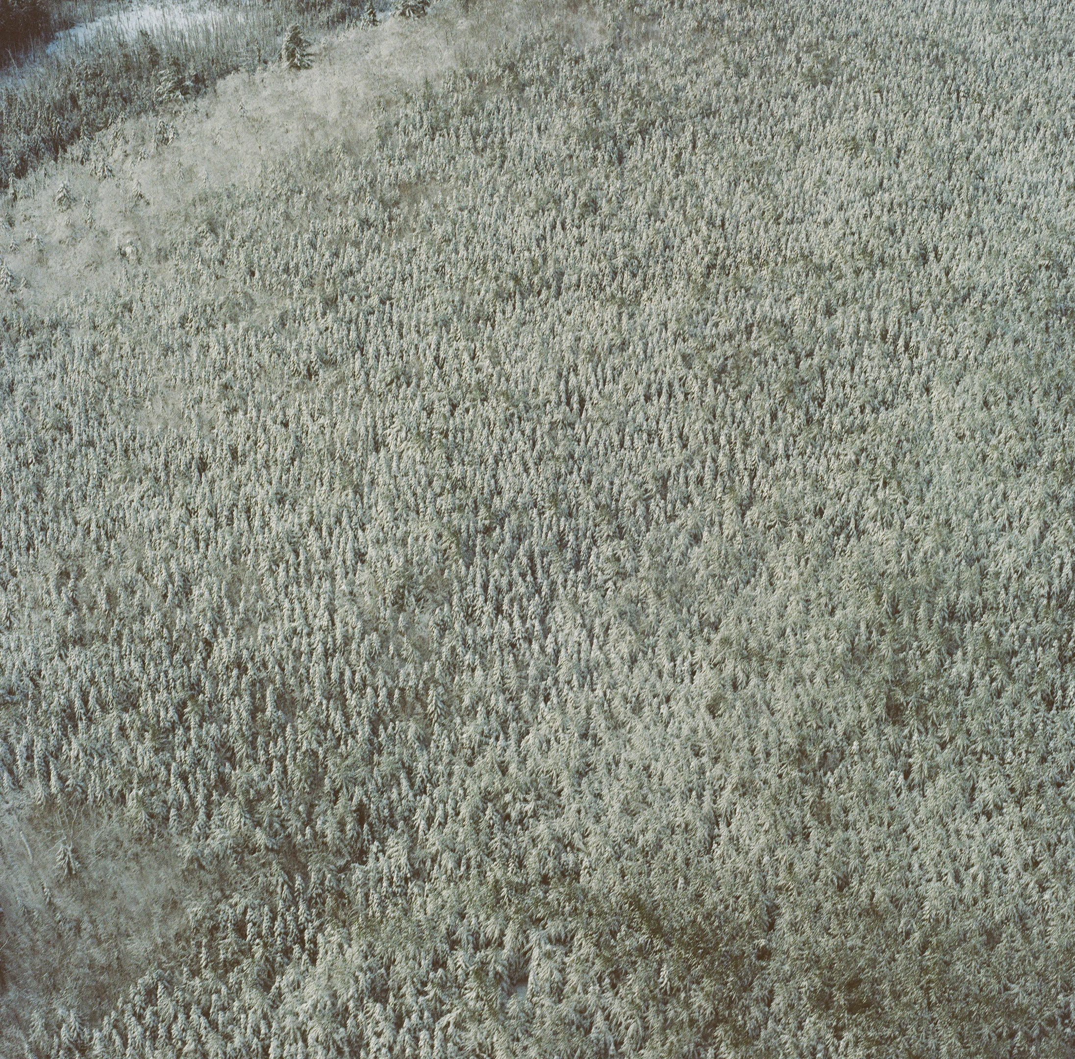 uniformtreesaerialweb.jpg
