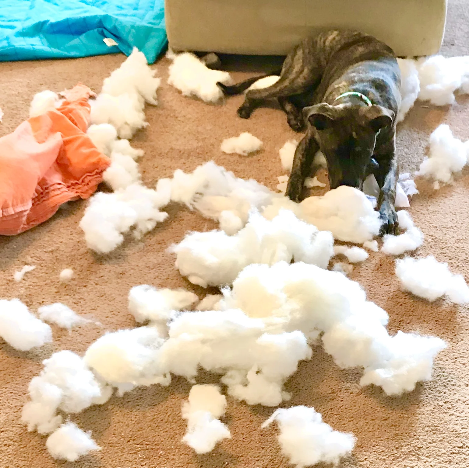 Pete's work for the day. There are few pillows left in this house, but one very happy pup.