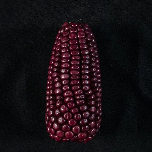 Photos of native Mexican corn of different races. Currently, many breeds of Mexican corn are in danger of extinction.  For more information on use and licensing of photos, please send an email to: contact@c-rodriguez.com 