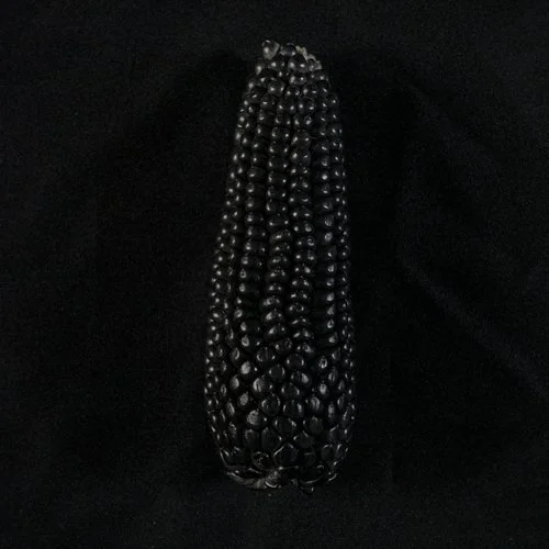  Photos of native Mexican corn of different races. Currently, many breeds of Mexican corn are in danger of extinction.  For more information on use and licensing of photos, please send an email to: contact@c-rodriguez.com 