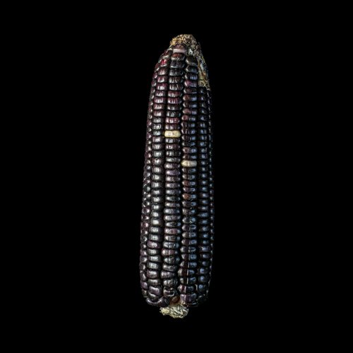  Photos of native Mexican corn of different races. Currently, many breeds of Mexican corn are in danger of extinction.  For more information on use and licensing of photos, please send an email to: contact@c-rodriguez.com 
