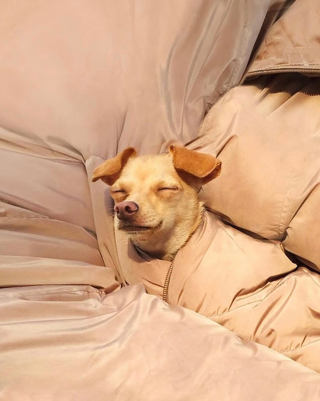 Our weekend plans. ☀️😴☁️ 
Just following @boobie_billie&rsquo;s lead ☺️

Photo cred: @boobie_billie 🫶