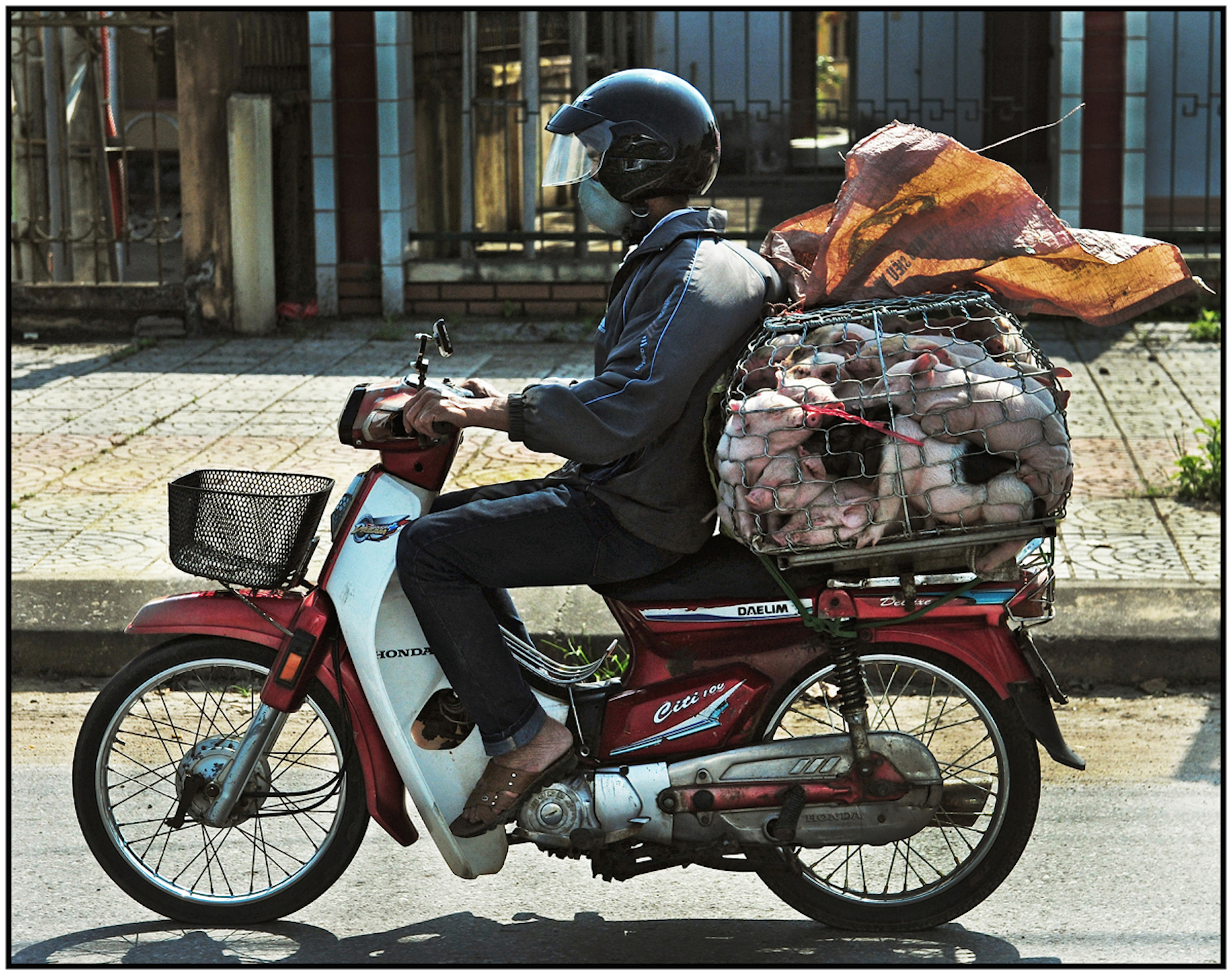  Piglets to market, Route 1, north of Hue, Vietnam, March 2015. #7256 