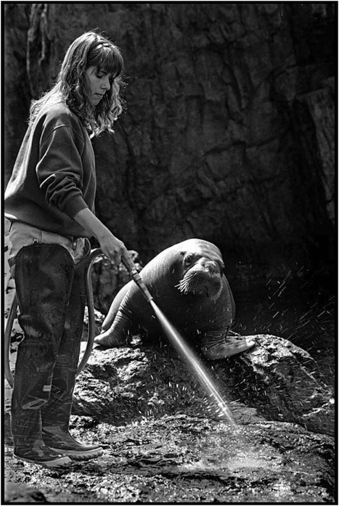   Lisa Nardone cleans walrus’ habitat at the New York Aquarium in Coney Island, Brooklyn.&nbsp;1993.  