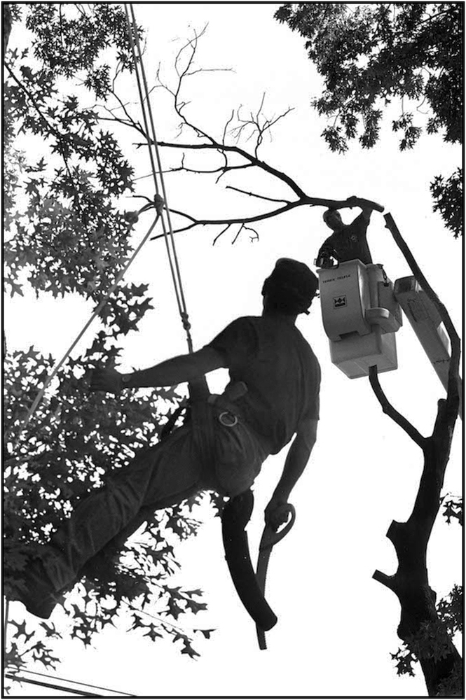   Tree climbers and pruners of the Department of Parks and Recreation, Randal’s Island. 1981.  