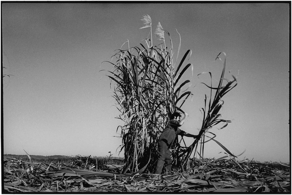 FIRST VENC BRIGADE  CUTTING CANE  1969  George Cohen    copy.jpg