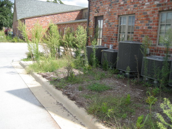 Before cleaning up the landscaping from an office complex in Springfield