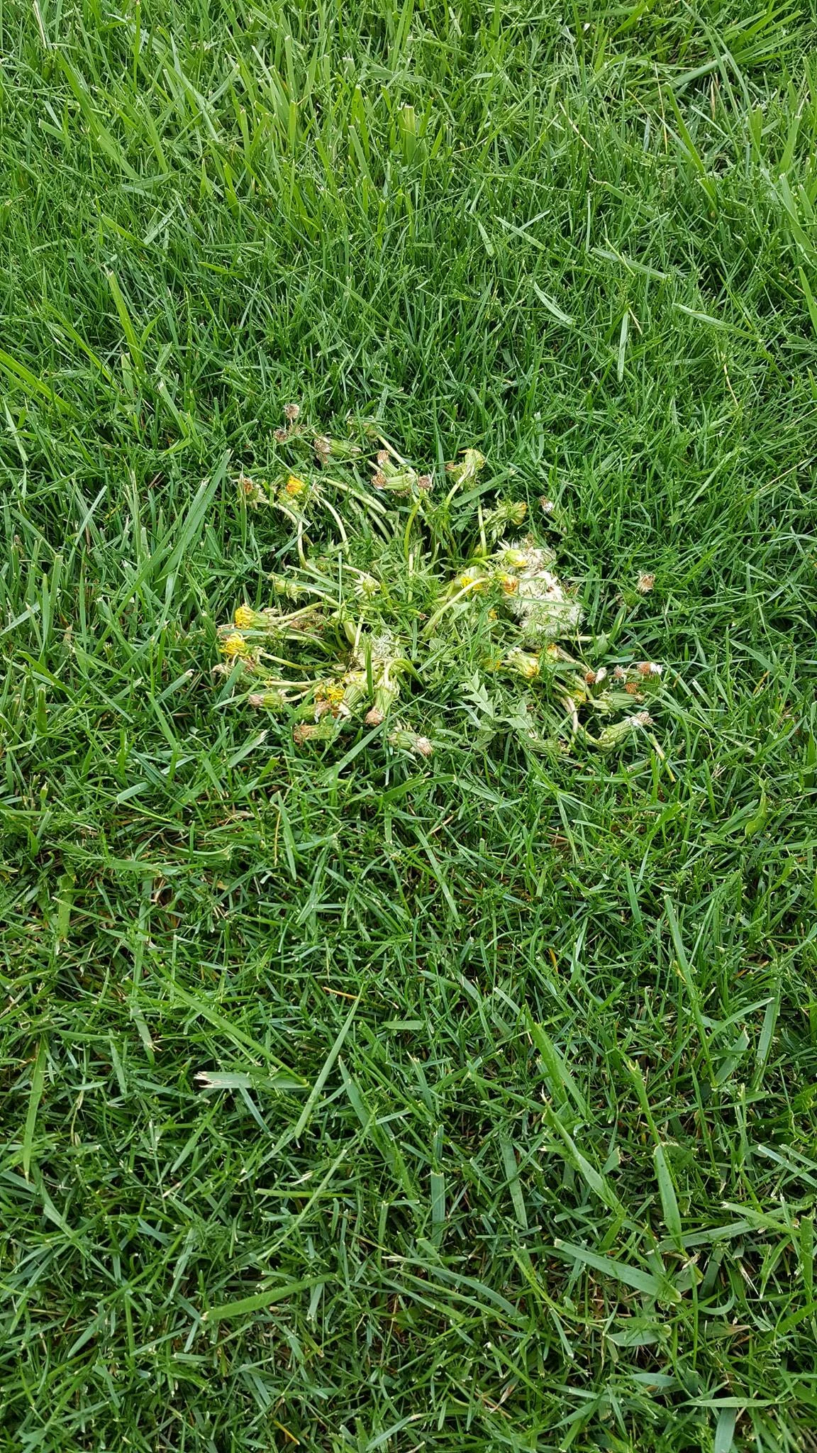 Lawn in Ozark treated on Monday and the weeds are already dying the following Thursday when we mowed.