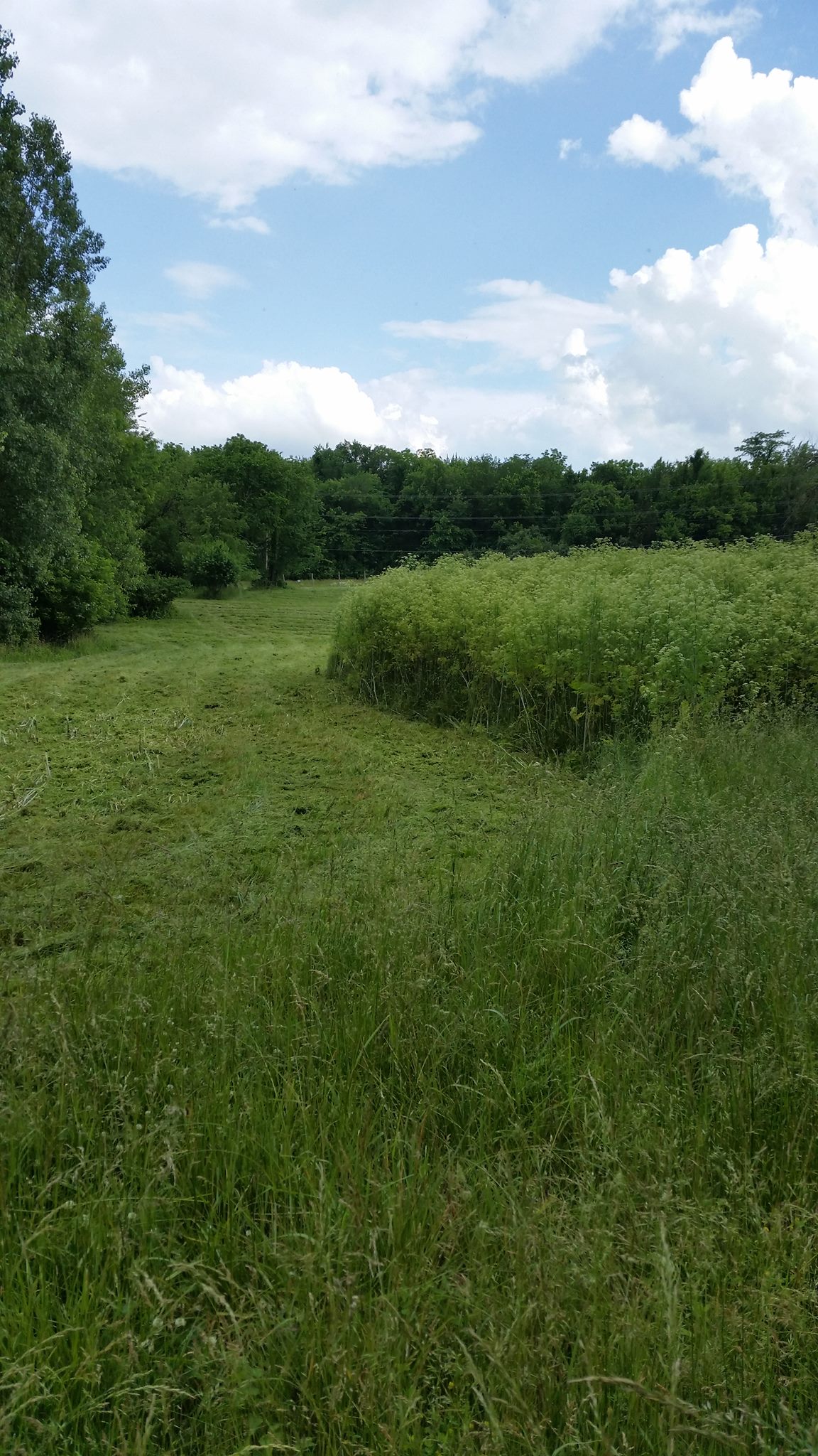 Before and after brush hogging overgrown grass and weeds in Springfield