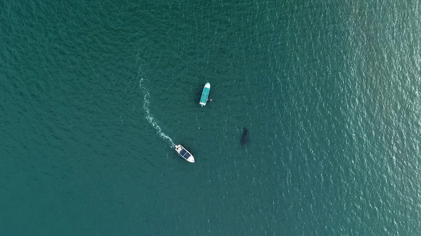 drone footage of whaleshark