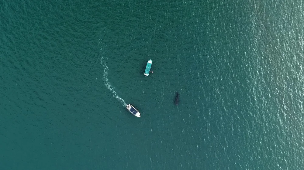 Science for Sustainable Whale Shark Tourism