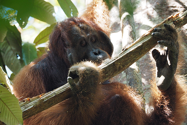 Gunung-Palung-Orangutan-Conservation-Program-600X400PX.jpg