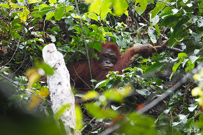 Rossa,-orangutan-in-Gunung-Palung-National-Park-700x467px.jpg