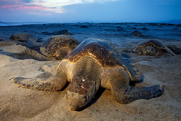 Zach-Plopper---_MG_8891Tortugas-golfina-anidando-800px.jpg