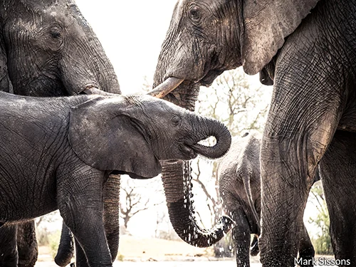 Water-for-Hwange-ATCF-homepage-500x375px.jpg