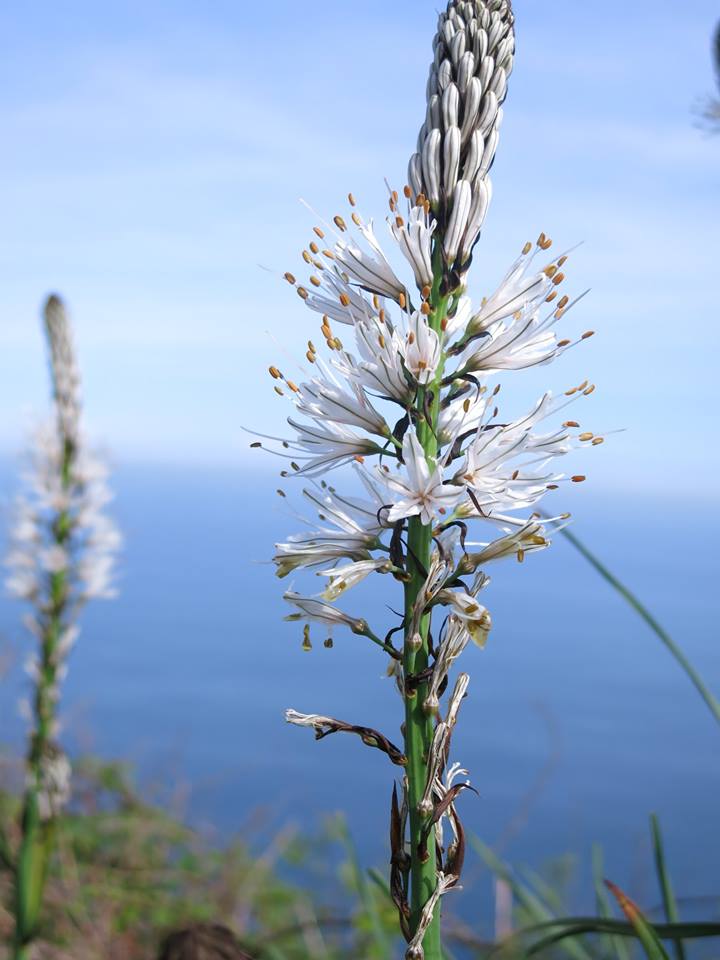 flower 1.jpeg