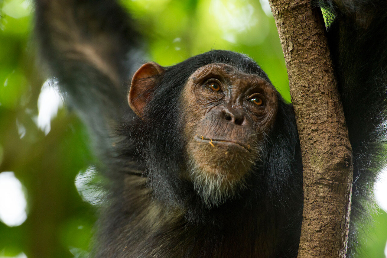 2019 Project - Chimpanzee in Mahale Project