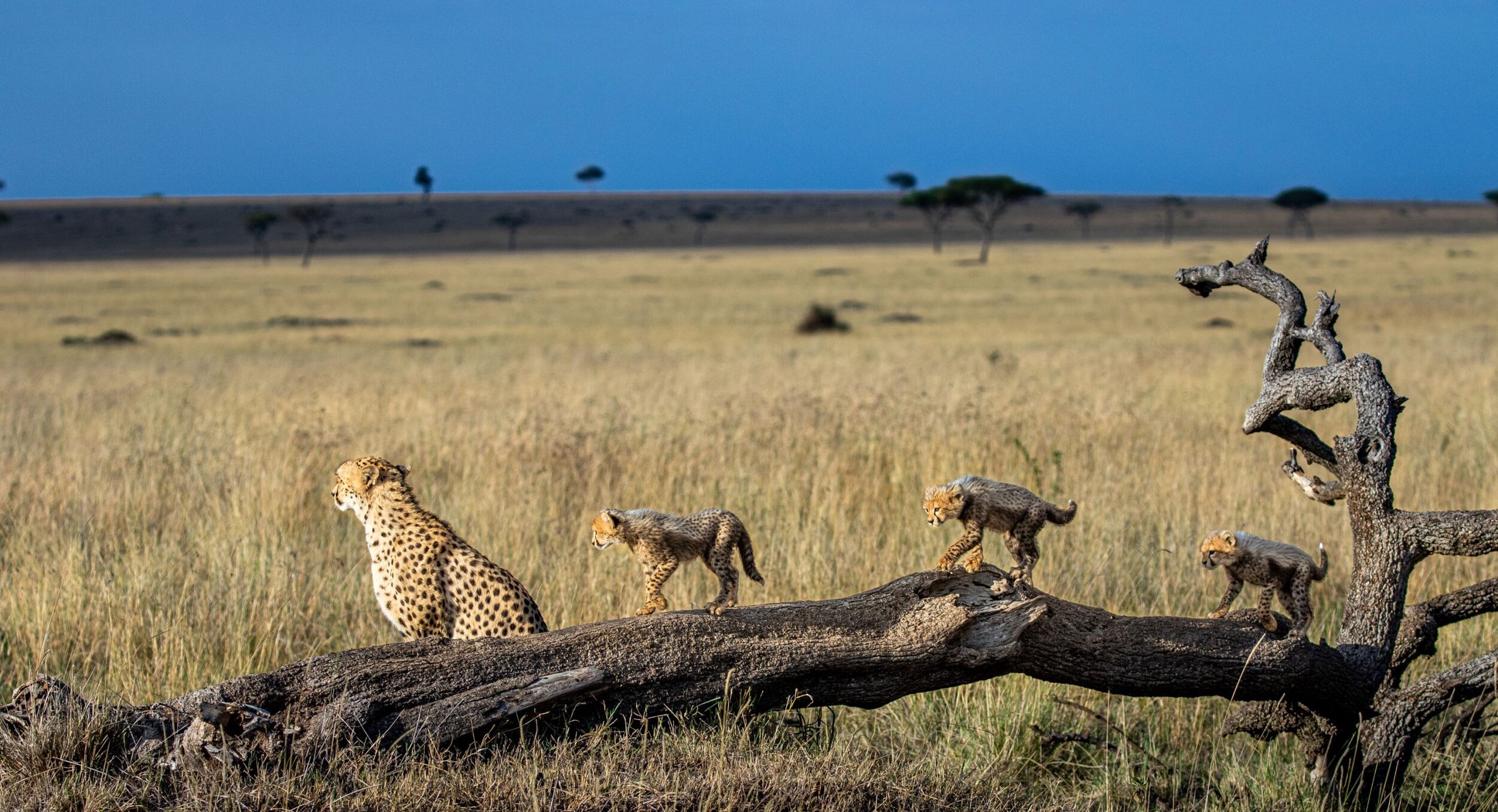cheetah-and-cubs-on-log.jpg