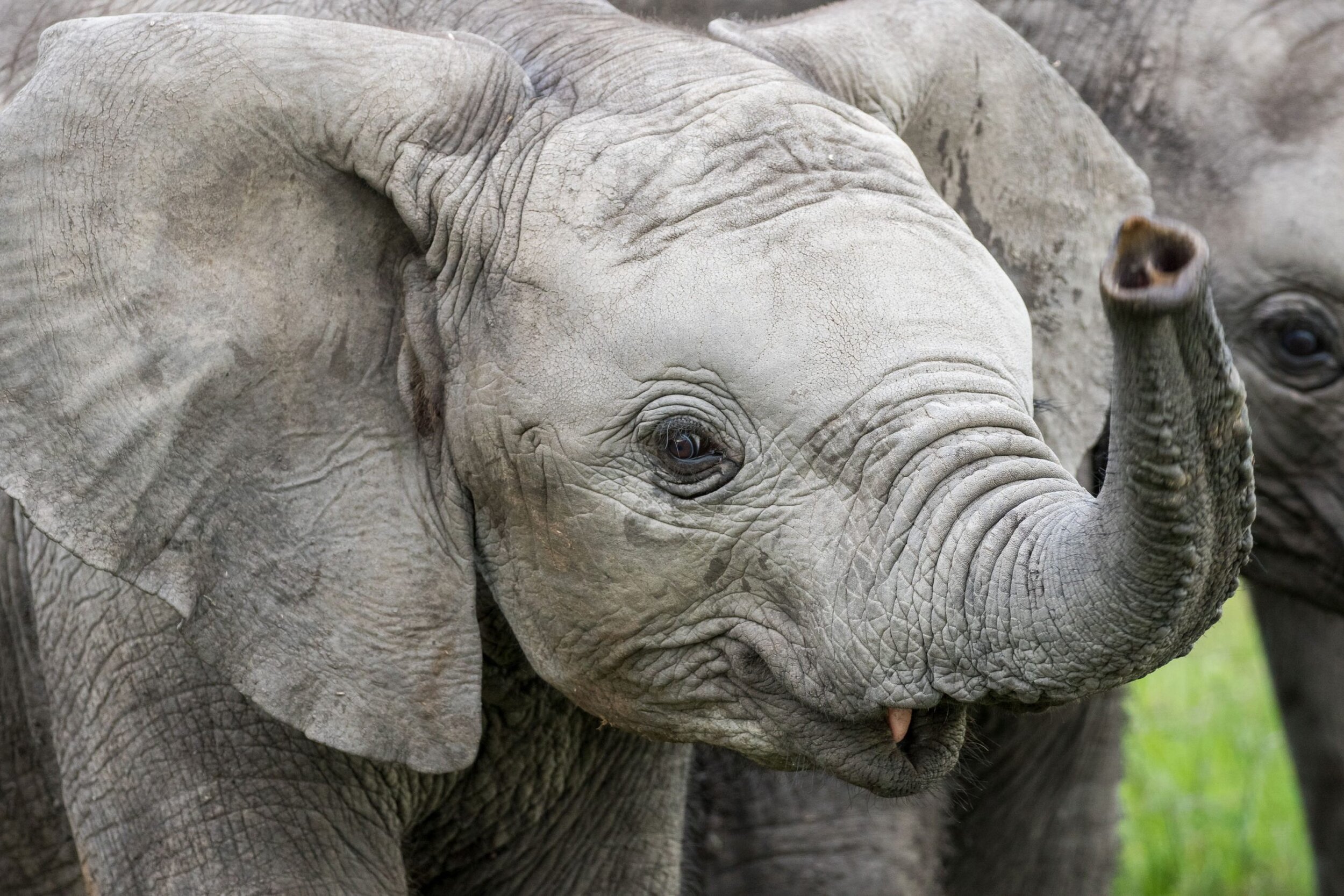 elephant-trunk-wave.jpg