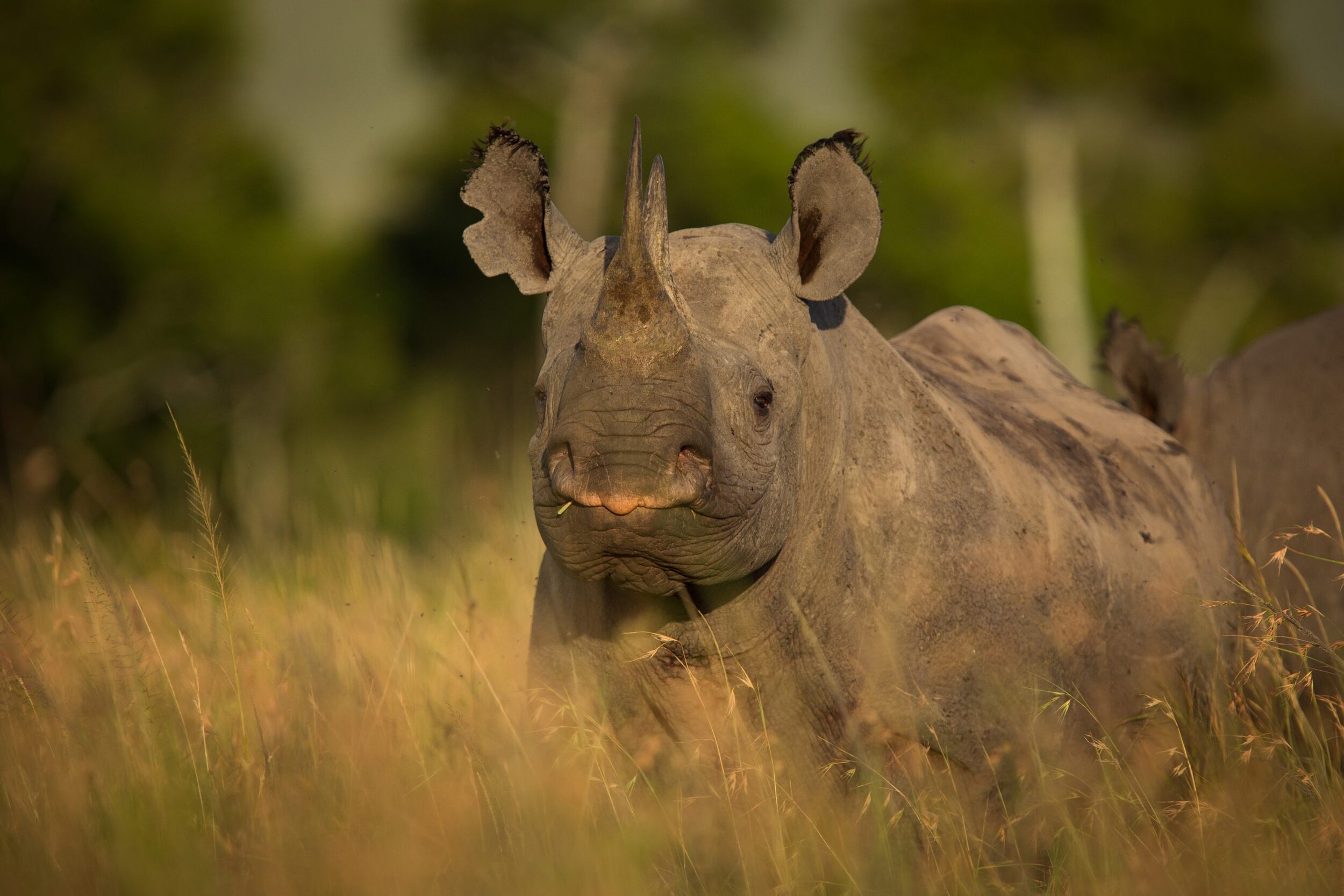 rhino-up-close.jpg